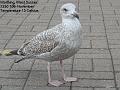 2003-1110seagull